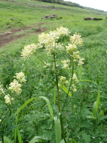 Common Meadow-Rue (Thalictrum flavum)