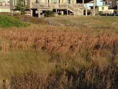 Andropogon glomeratus