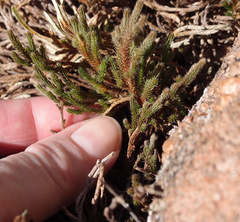 Selaginella corallina