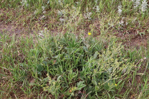 white-leaved cinquefoil (Potentilla pulcherrima)