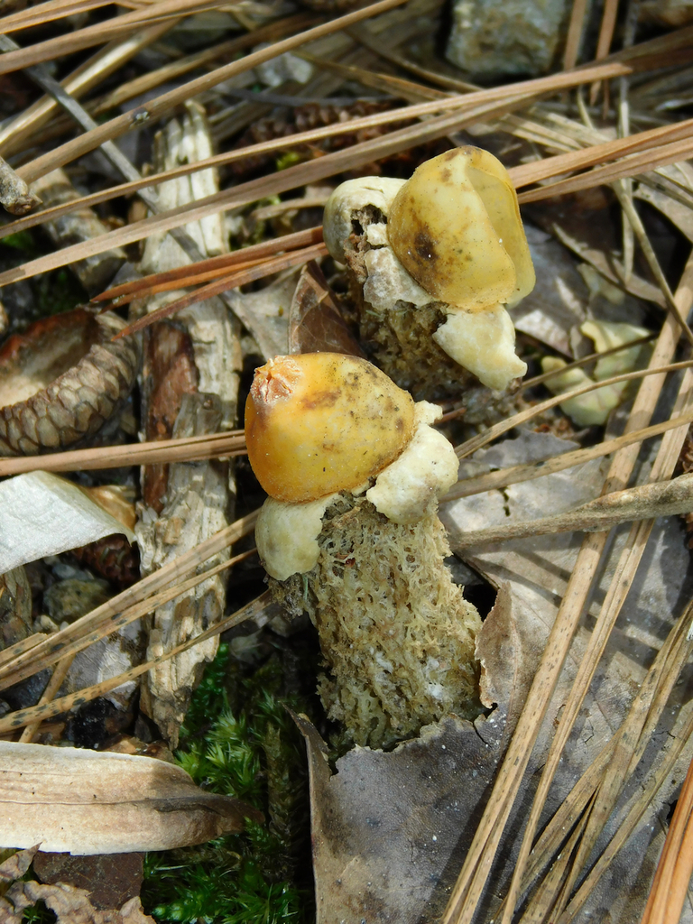 Calostoma lutescens · February 2026 · photo: © mjpapay (iNaturalist, cc-by)