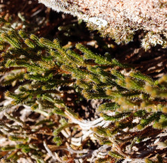 Selaginella corallina