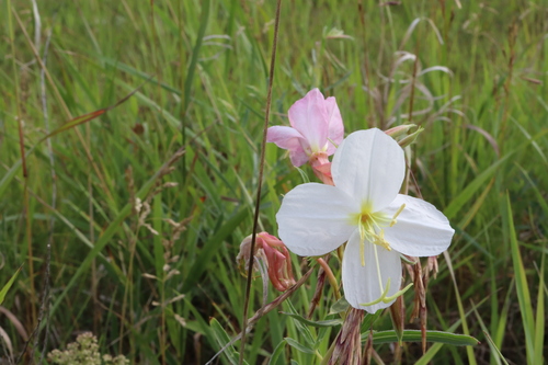 White-stemmed Evening-primrose (Oenothera nuttallii)