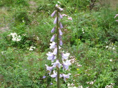 Notholirion bulbuliferum