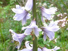 Notholirion bulbuliferum