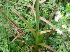 Notholirion bulbuliferum