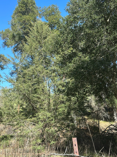 Sargent's cypress (Hesperocyparis sargentii)