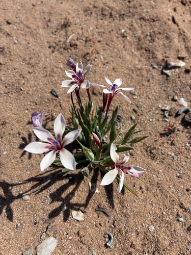 Lapeirousia macrospatha