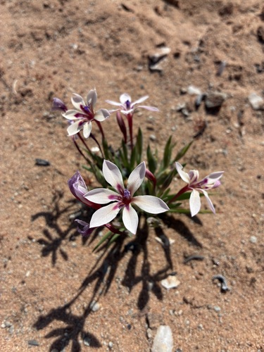 Lapeirousia macrospatha