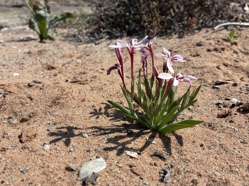Lapeirousia macrospatha