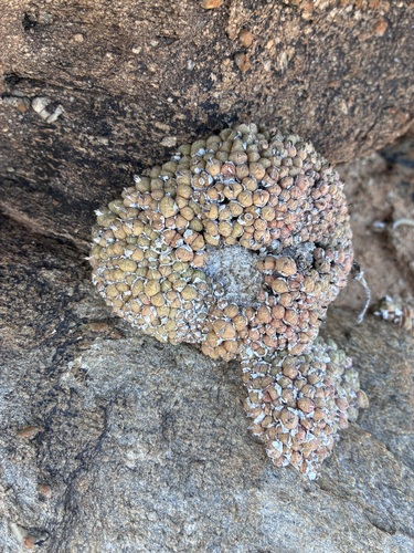 Conophytum saxetanum