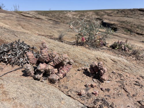 Crassula plegmatoides