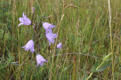 Alaskan bellflower (Campanula alaskana)