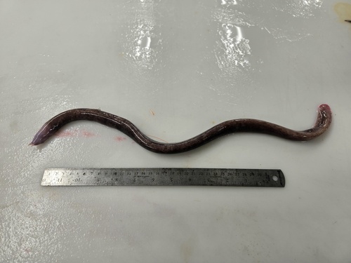 Atlantic hagfish (Myxine limosa) — Myxinidae