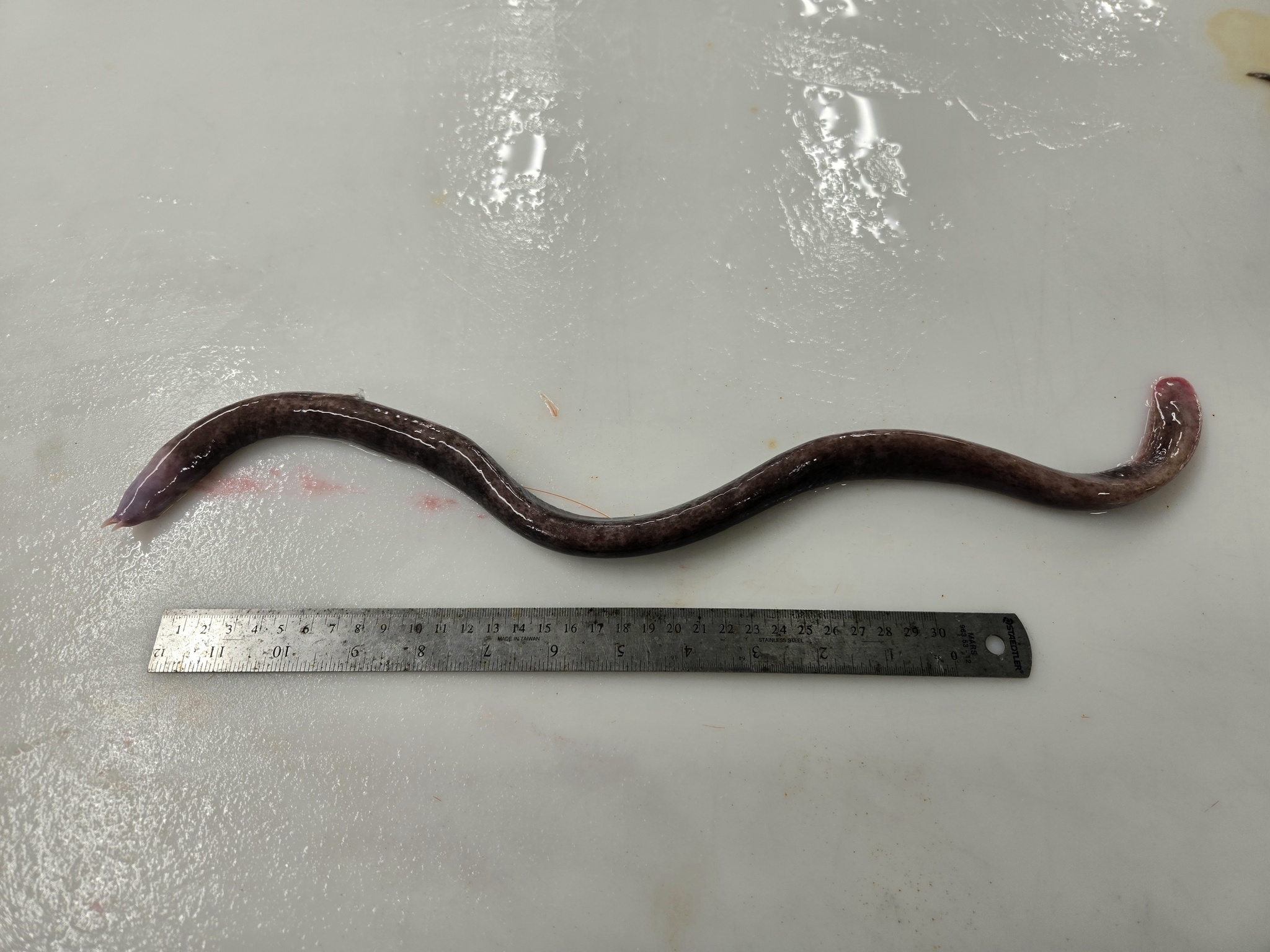 Girard's Hagfish photo 5