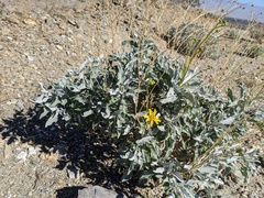 Encelia farinosa