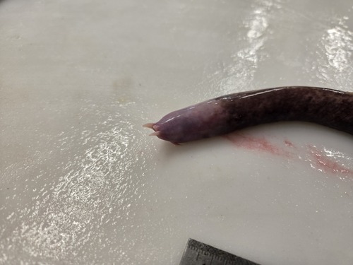 Atlantic hagfish (Myxine limosa) — Myxinidae — 4