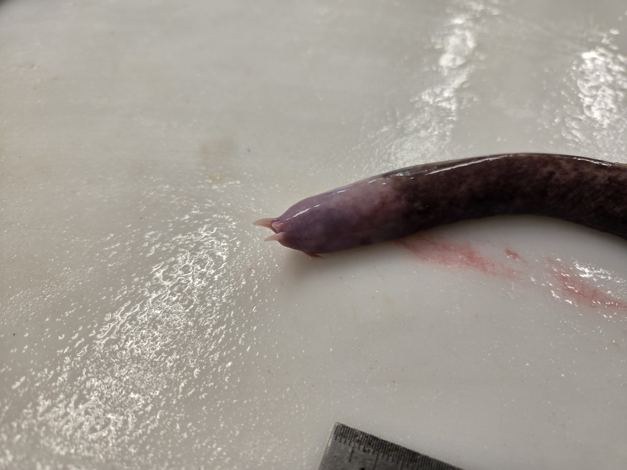 Girard's Hagfish photo 6