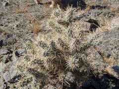 Cylindropuntia echinocarpa