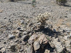 Cylindropuntia echinocarpa