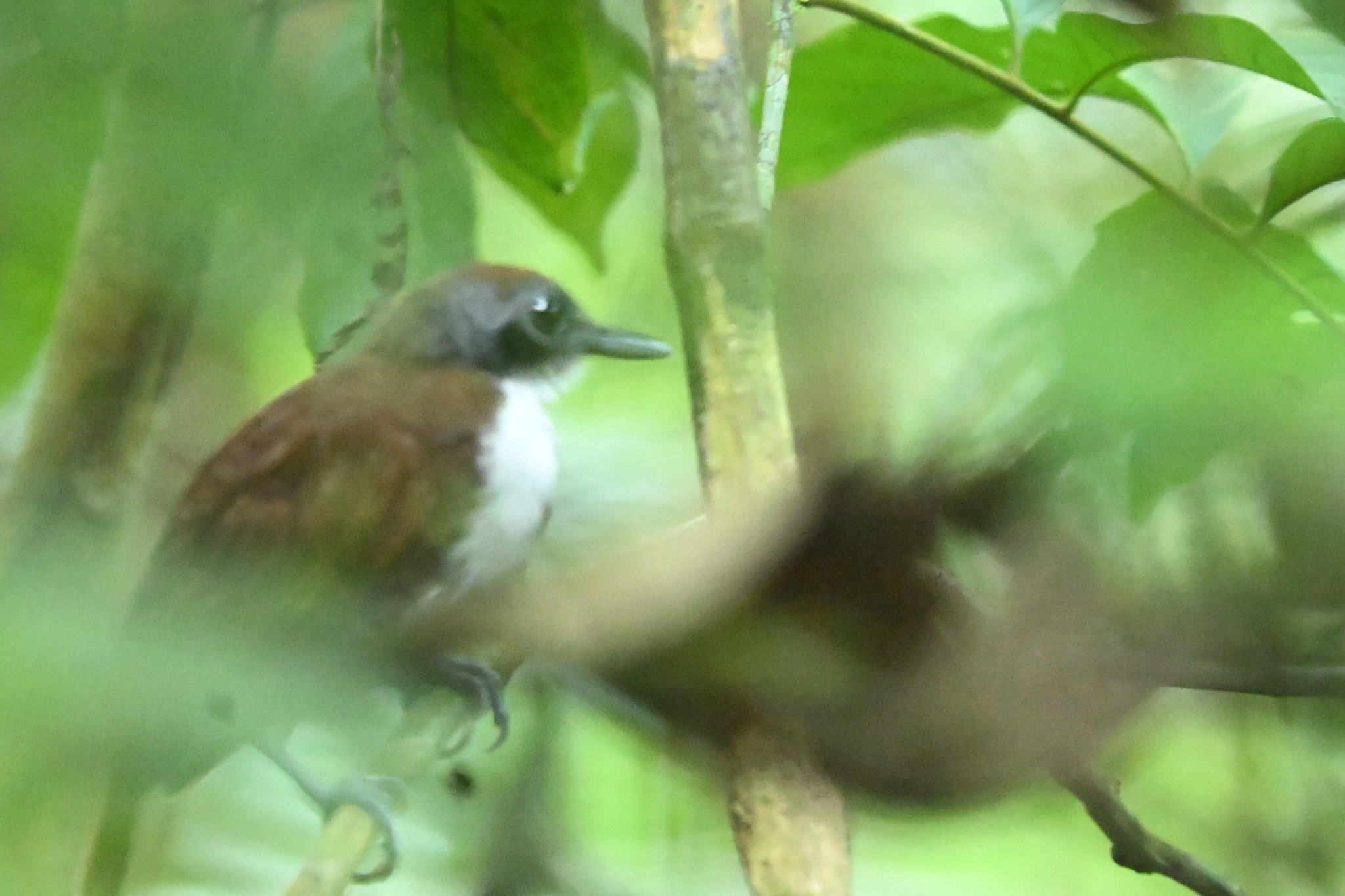 White-cheeked Antbird (Gymnopithys leucaspis), photo 4