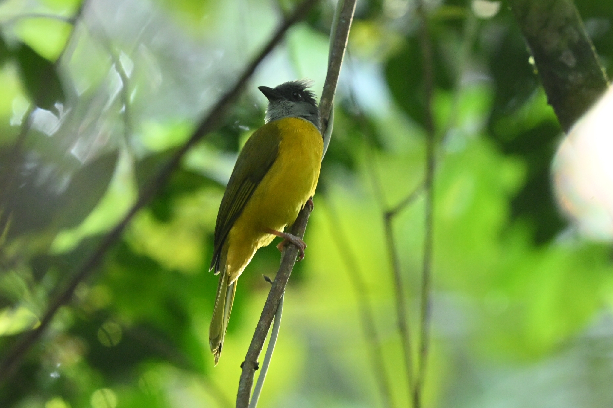 Grey-headed Tanager (Eucometis penicillata), photo 8