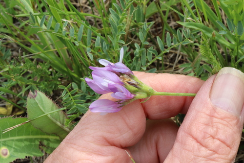 field milkvetch (Astragalus agrestis)