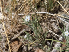 Johnstonella