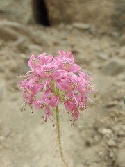 Alstroemeria revoluta