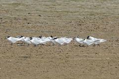 Thalasseus sandvicensis