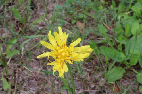 Pale agoseris (Agoseris glauca)