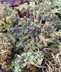 Cladonia strepsilis