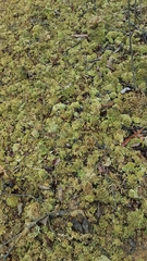 Cladonia strepsilis
