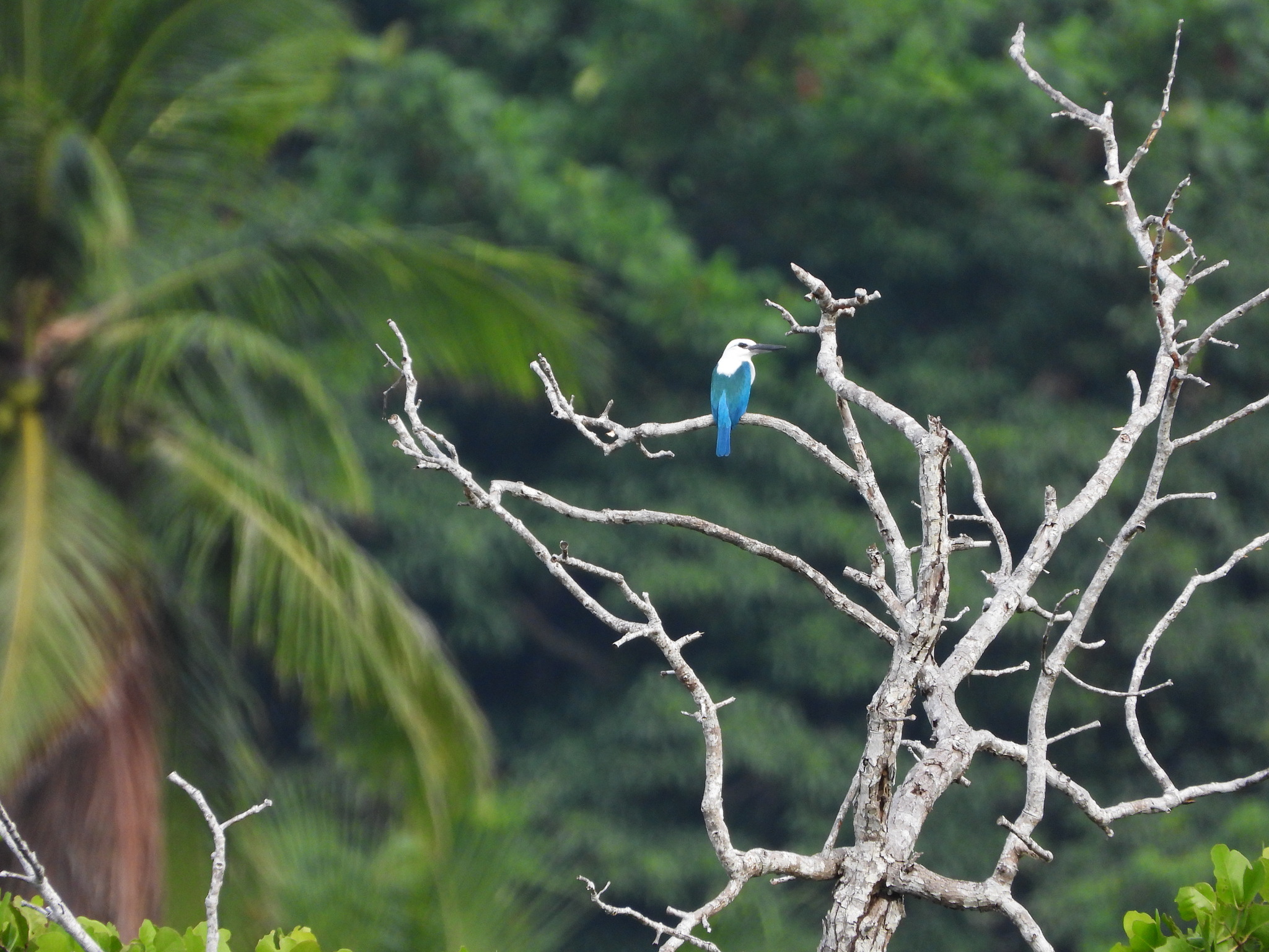Beach Kingfisher (Todiramphus saurophagus), photo 3