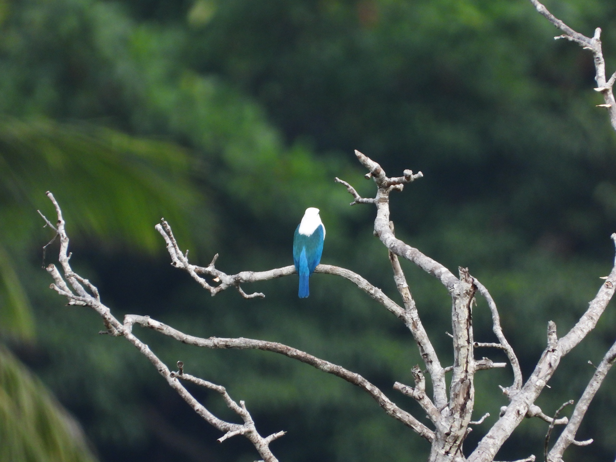 Beach Kingfisher (Todiramphus saurophagus), photo 4