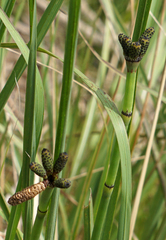 Equisetaceae