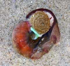 Crepidula norrisiarum