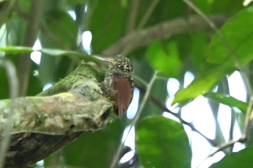 Black-striped Woodcreeper (Xiphorhynchus lachrymosus), photo 3