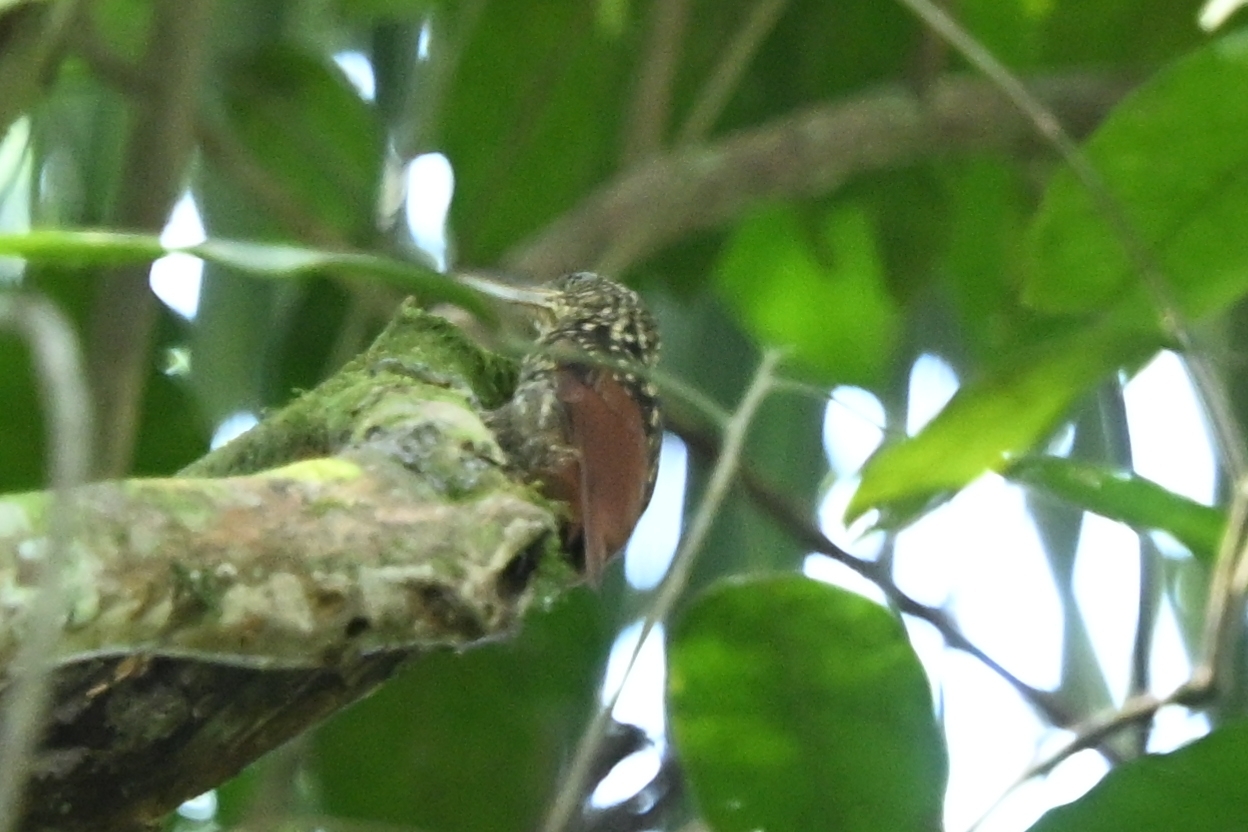 Black-striped Woodcreeper (Xiphorhynchus lachrymosus), photo 8