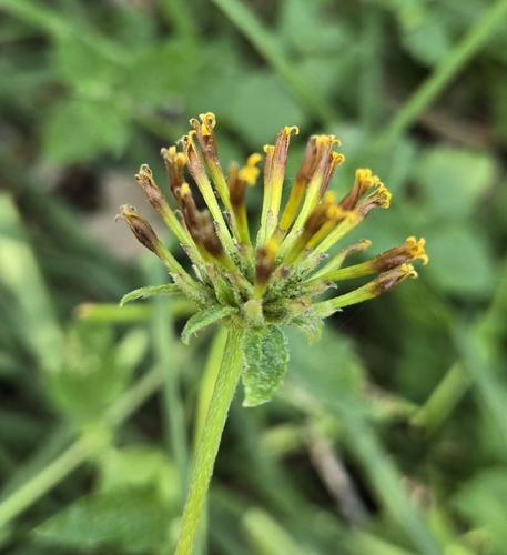Mexican bonebract (Sclerocarpus uniserialis)
