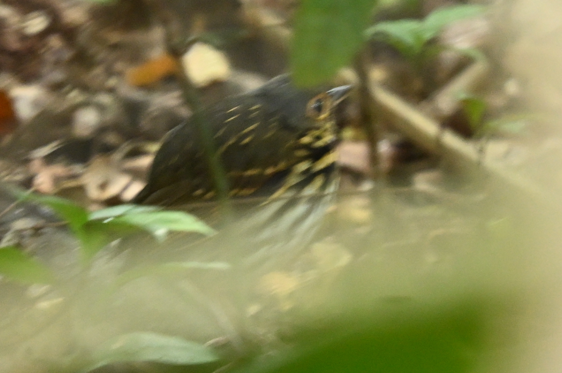 Streak-chested Antpitta (Hylopezus perspicillatus), photo 3