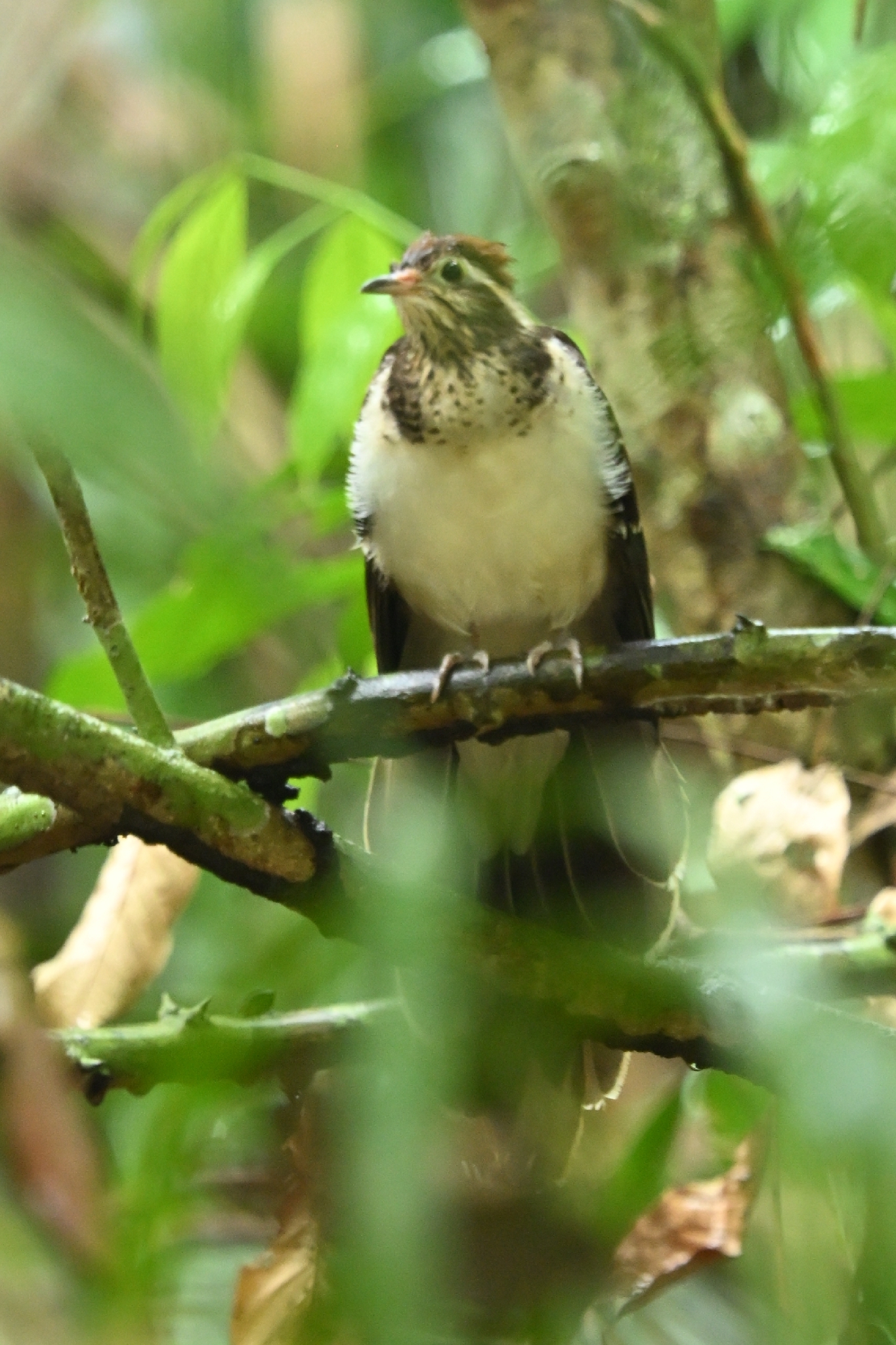 Pheasant Cuckoo (Dromococcyx phasianellus), photo 1