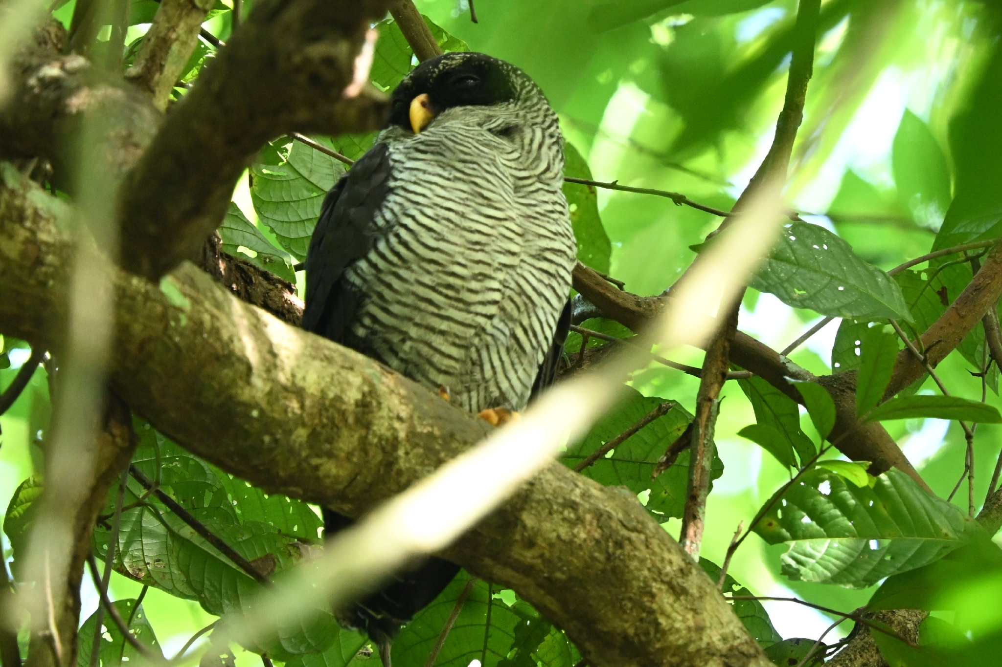 Black-and-white Owl (Strix nigrolineata), photo 6