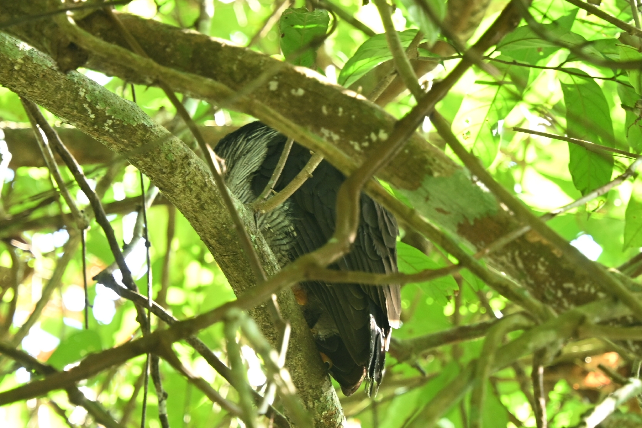 Black-and-white Owl (Strix nigrolineata), photo 5