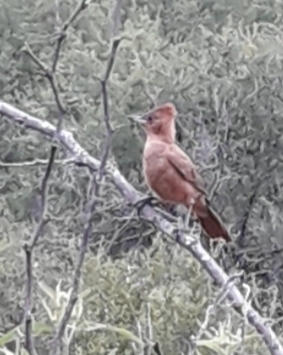 Brown Cacholote (Pseudoseisura lophotes), photo 5
