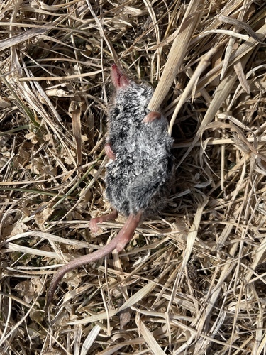 Masked Shrew observed by charcat9