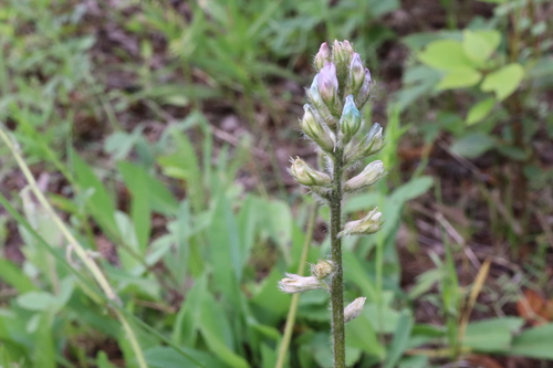 Nodding Locoweed (Oxytropis deflexa)
