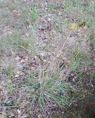 Elymus glaucus glaucus