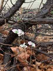 Euonymus fortunei fortunei