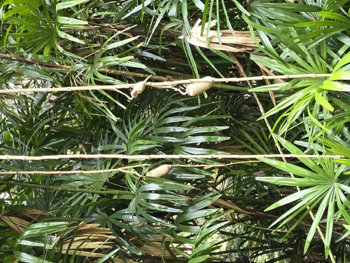 Kigelia africana observed 2026-02-12